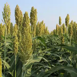 Sorgo Forrageiro